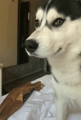 二哈吵醒主人睡觉,抽泣的样子好可怜,二哈:你怎么忍心伤害我