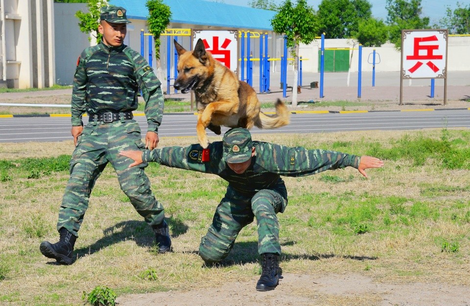 探访军营训犬员:训警犬就像哄孩子,把爱全给它
