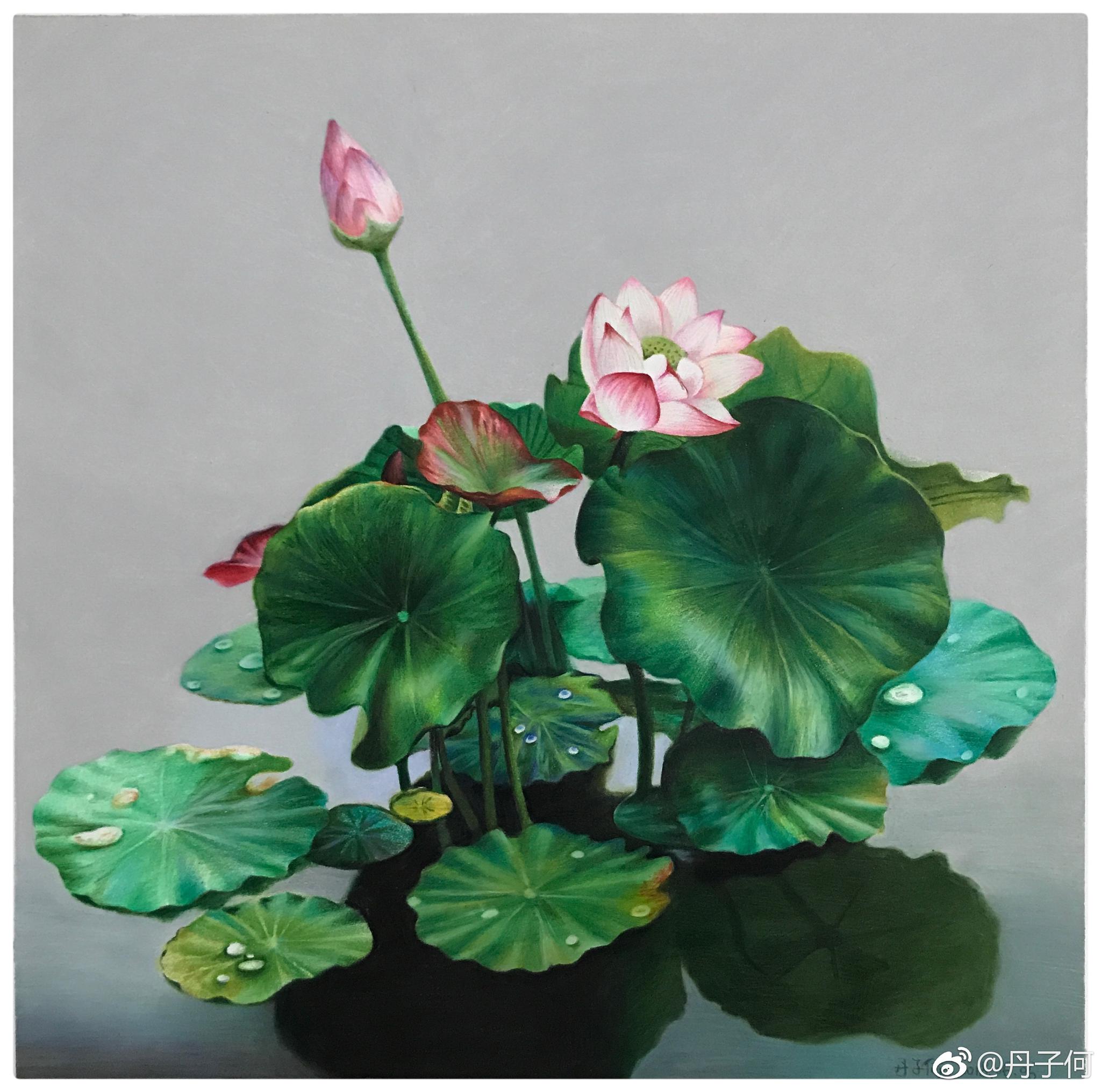 荷塘一角霹雳马彩铅手绘投稿