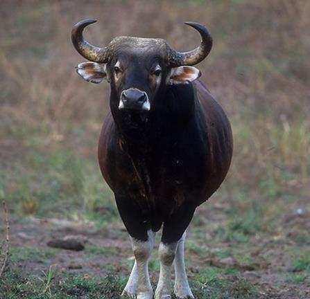 真正的野牛,正面临灭绝——林牛|柬埔寨|野牛|东南亚_新浪新闻