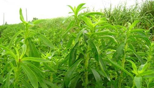 糖尿病患者|甜叶菊|砂糖_新浪新闻