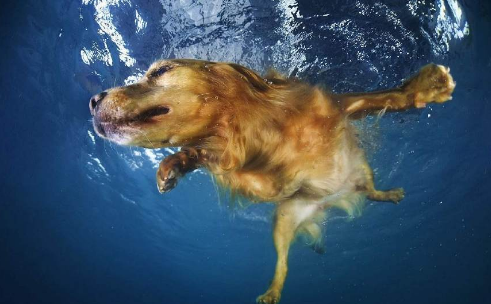 金毛在水下的表情也是无比狰狞呢,它看到了什么