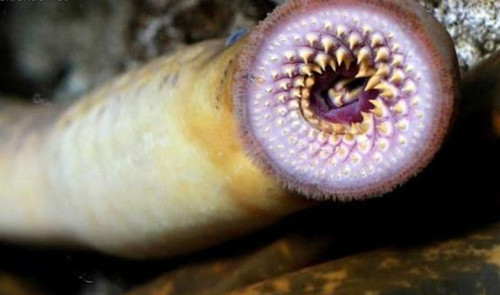 男子野外爬山发现七孔鳗鱼表明光滑无鳞片牙齿锋利