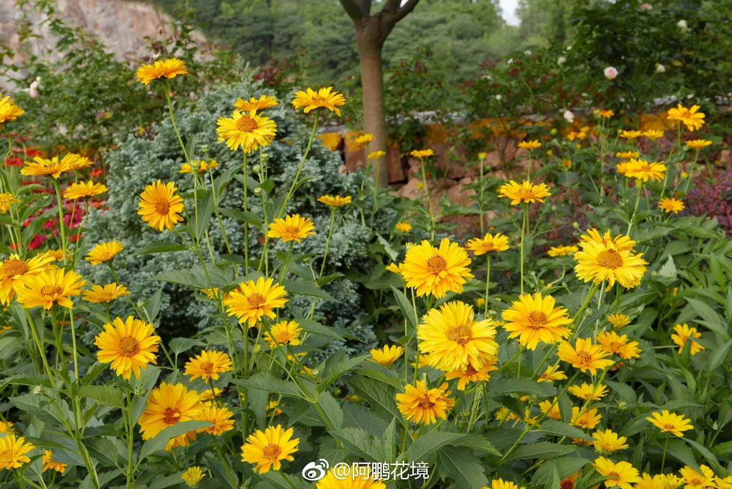 赛菊芋heliopsishelianthoides夏天表现一流的黄色花宿根花卉