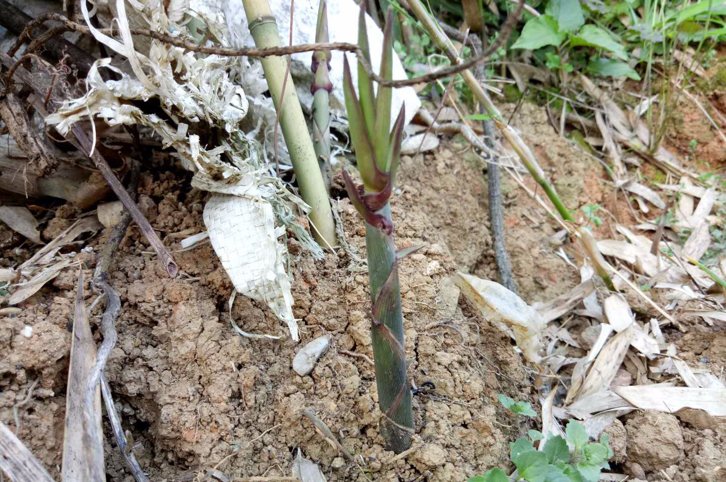 城里人费心找寻这种"野菜" 农民仅花3分钟采收一袋|竹笋|城里人|野菜