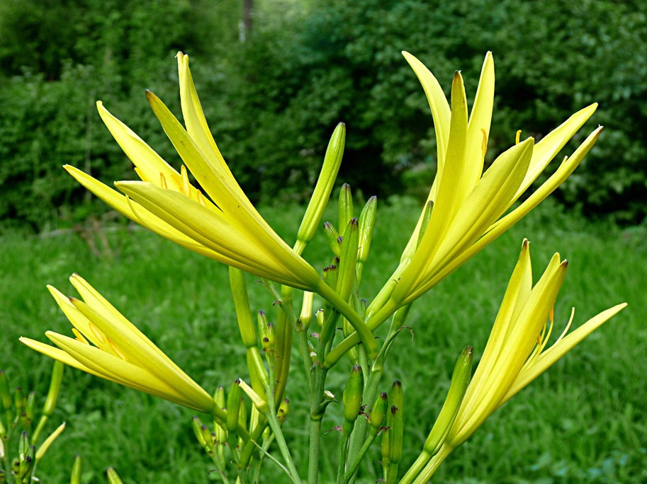 黄花菜被称为"健脑菜",是东北人的家常菜,营养丰富抗衰老