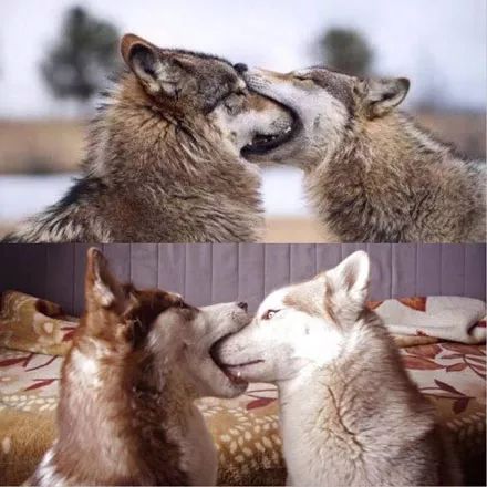 哈士奇是狼的草稿?网友整理了下居然发现这不可思议的一幕