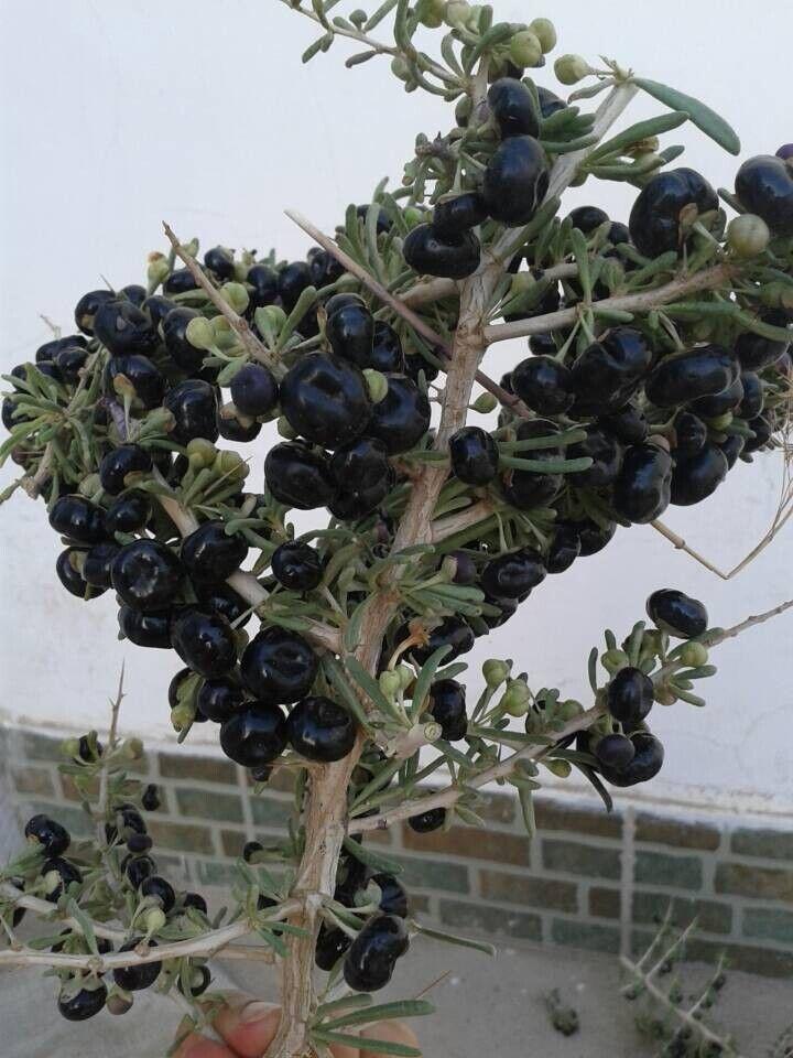 盆栽种植黑枸杞,不但美观漂亮,而且还有美味的果实收获
