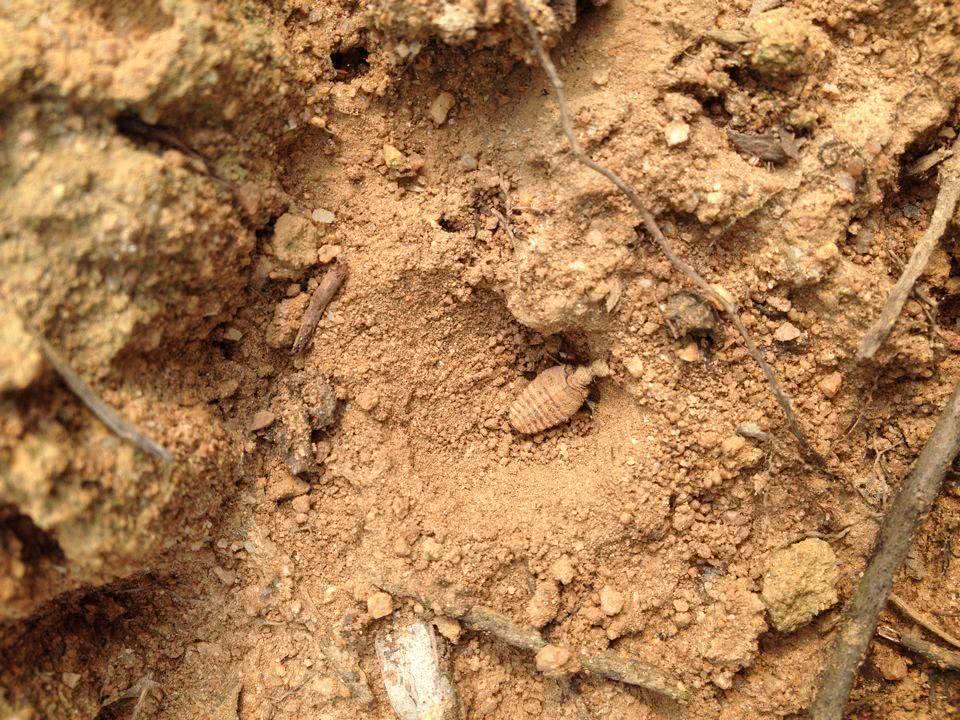 沙牛就喜欢钻沙子,它们平日里的食物来源,也就是通