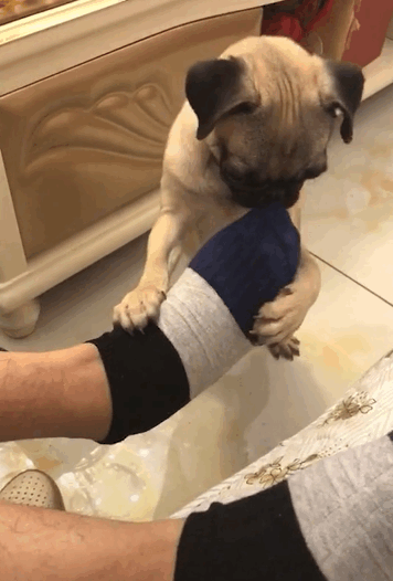 狗狗想帮主人脱袜子,嗅觉瞬间被炸裂,狗子:要的就是这味!刺激