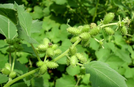 农村这些常见的野草野花,不但功效巨大,还能治病救人,你见过么