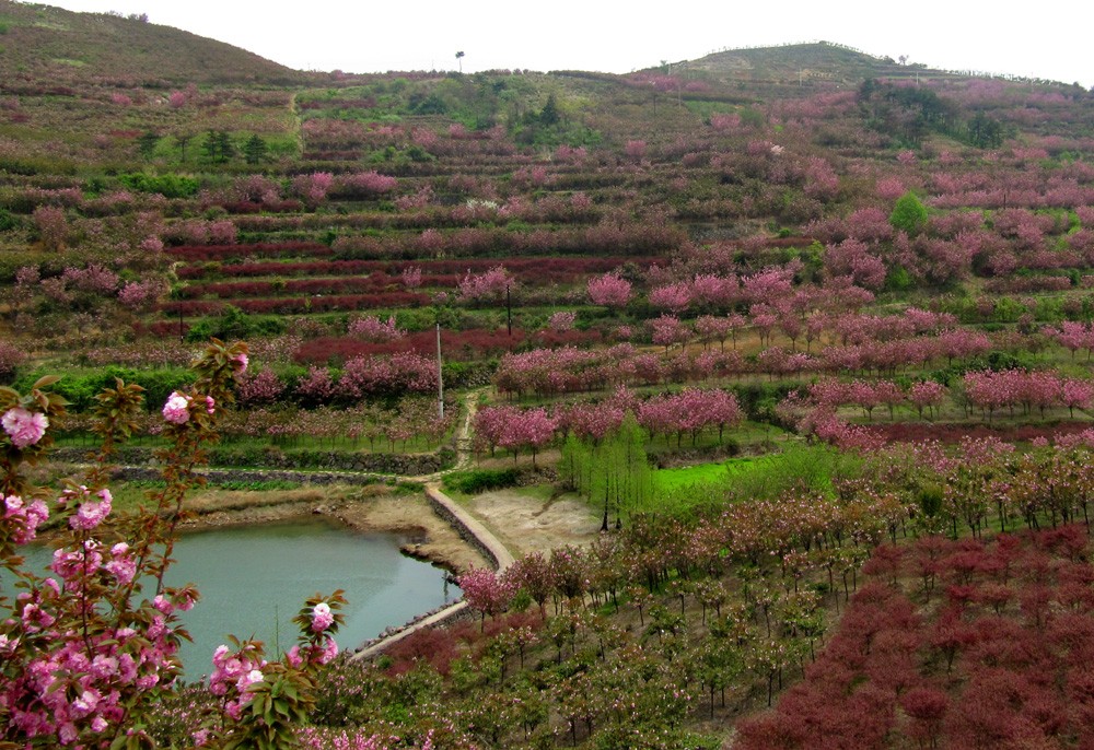 宁波赏樱地之十二杖锡樱花园樱花之恋