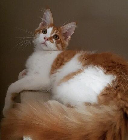 同时养10只缅因 橘色系小奶猫,好期待它们长大后的样子