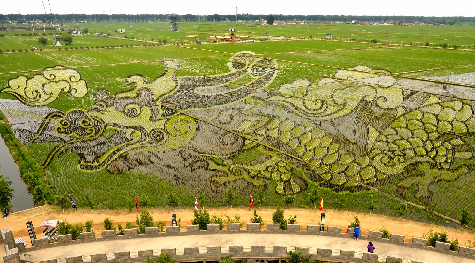 水田里生出一条龙:身长百米活灵活现|盛世祥龙|稻田|百米_新浪网