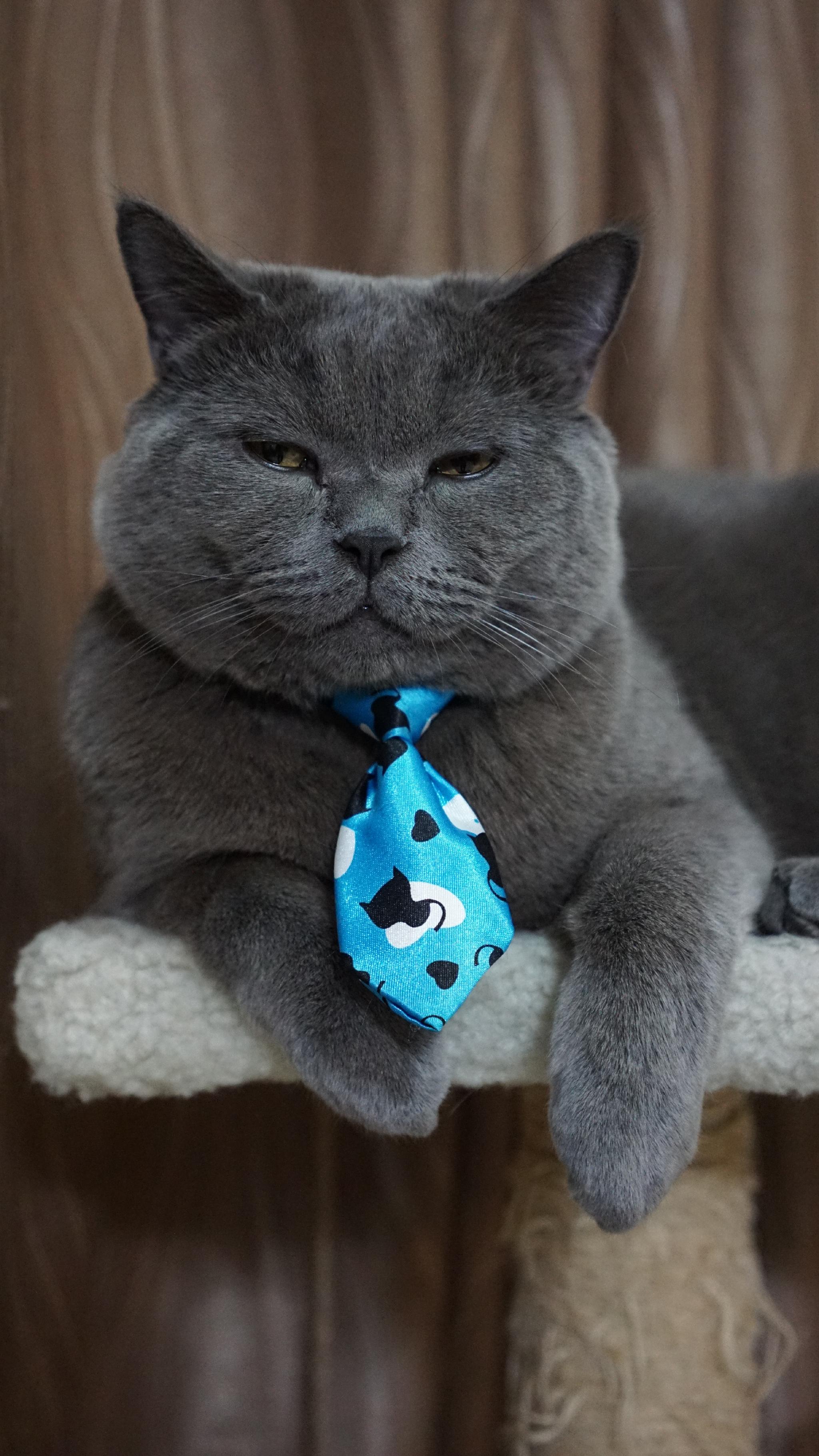 怎么感觉旺仔在鄙视我呐,是不是我想多了