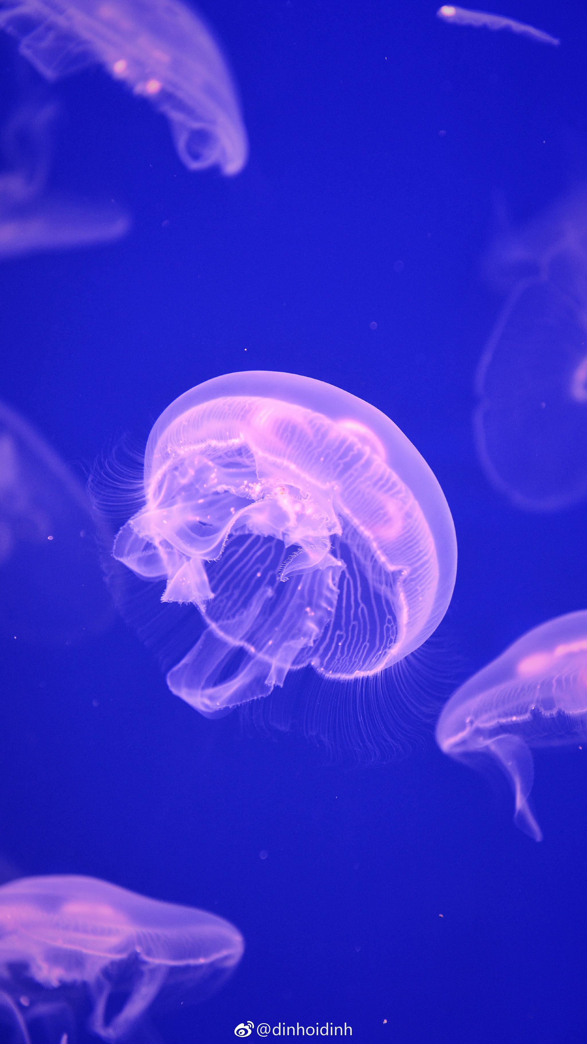 极地海洋世界里的梦幻水母们@南宁最潮人 @融晟天河海悦城