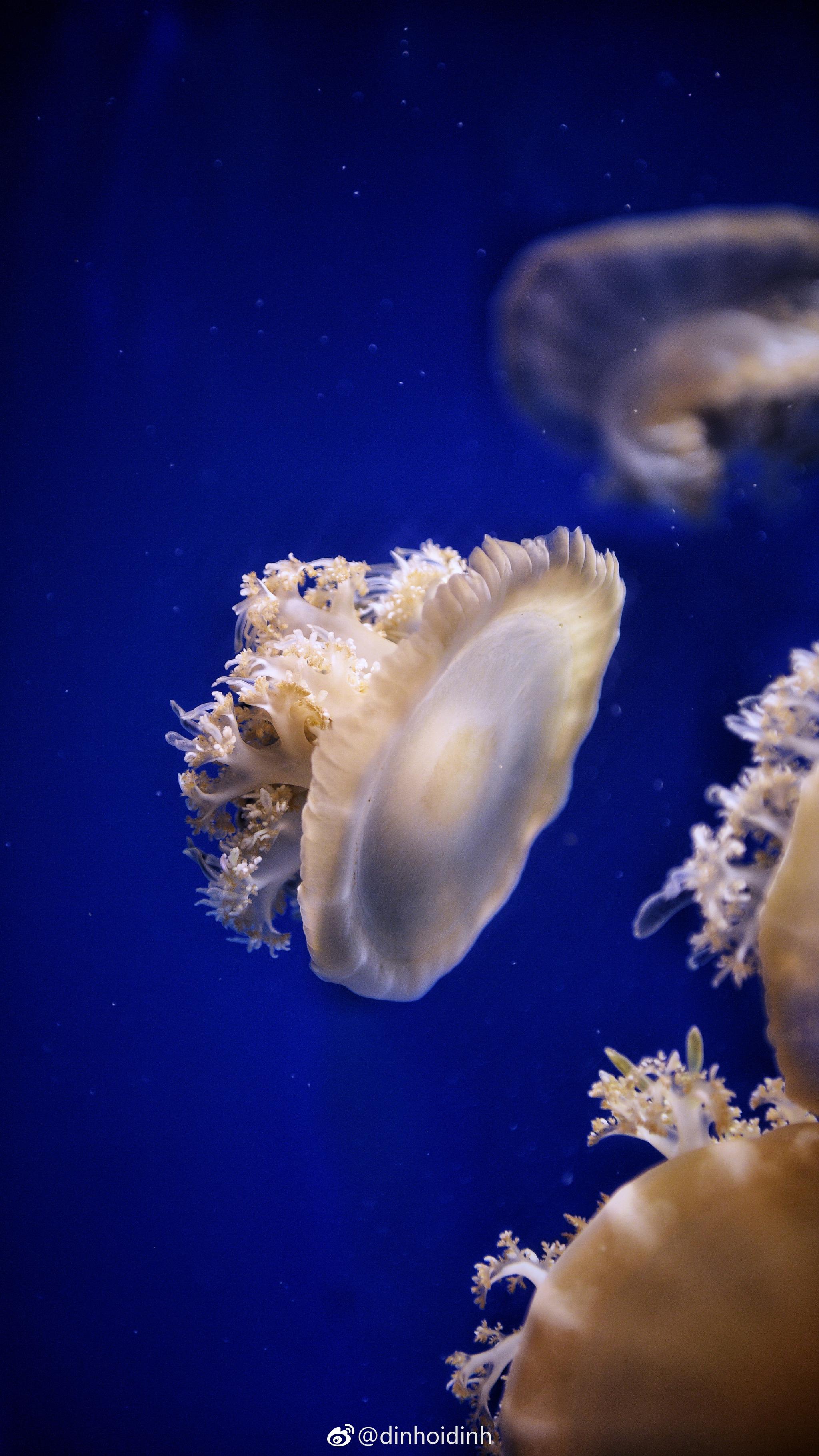 极地海洋世界里的梦幻水母们南宁最潮人融晟天河海悦城