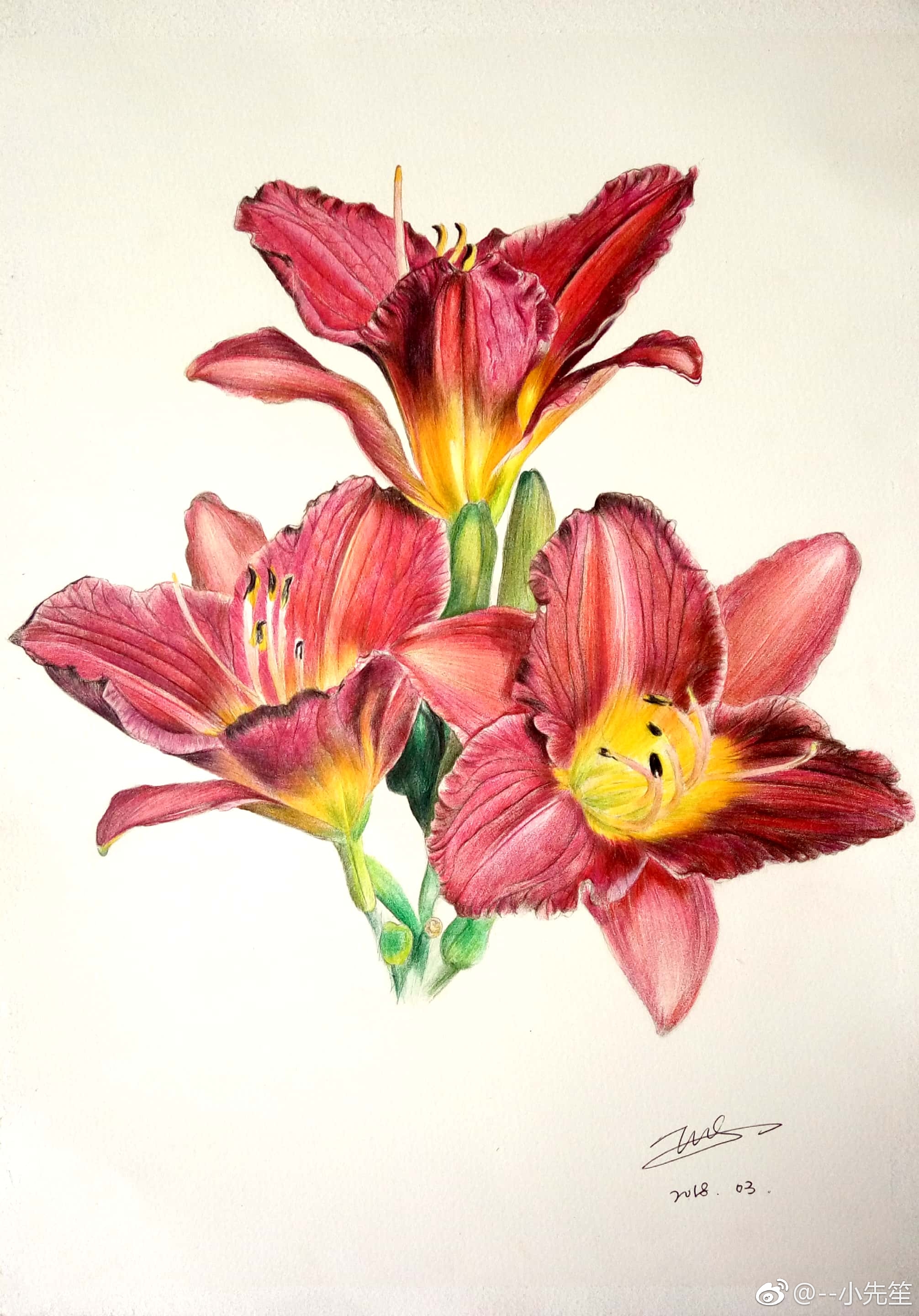 彩铅花绘/萱草 工具:三菱880彩铅,获多福细纹水彩纸投稿