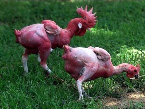 农民养殖无毛鸡,全身无毛产蛋增加20%,食用方便并且口感甚佳