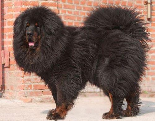 西藏獒犬7,中国沙皮犬:沙皮犬是来自中国南方的古老犬种,名称来自其