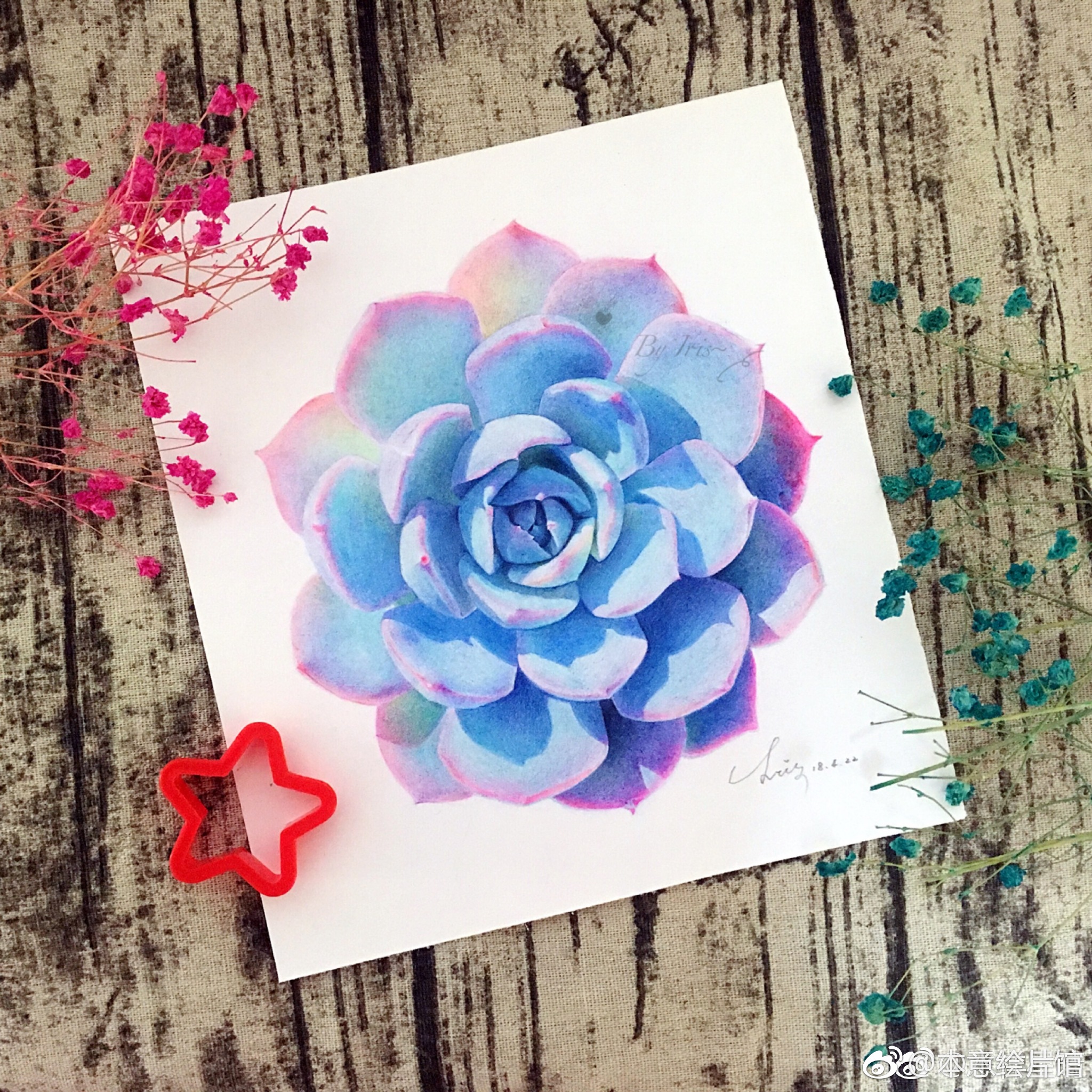 彩铅蓝石莲~ | 绘画