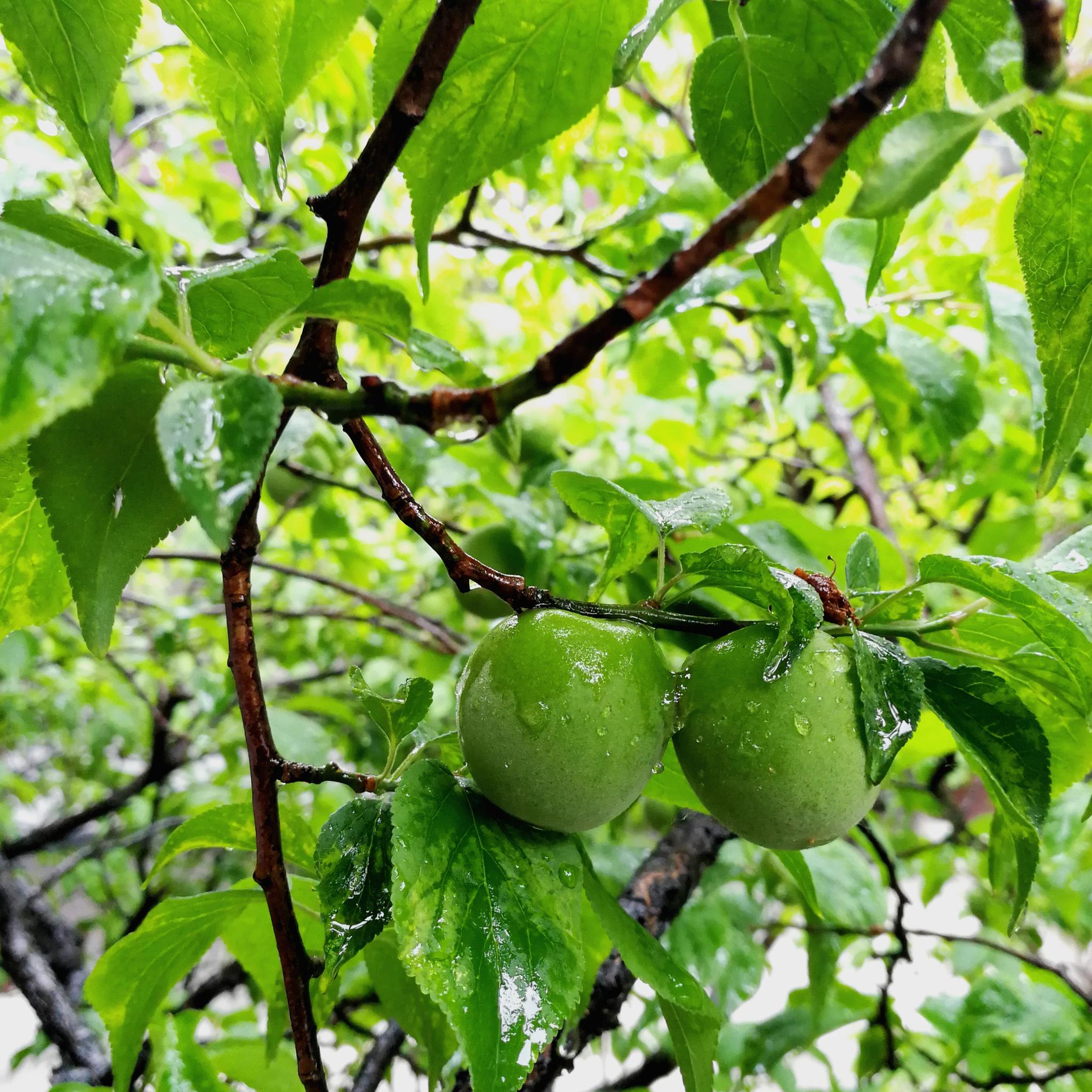 雨中的景区,挂着雨珠的青梅娇艳欲滴.迷人的瘦西湖,景还是那么美