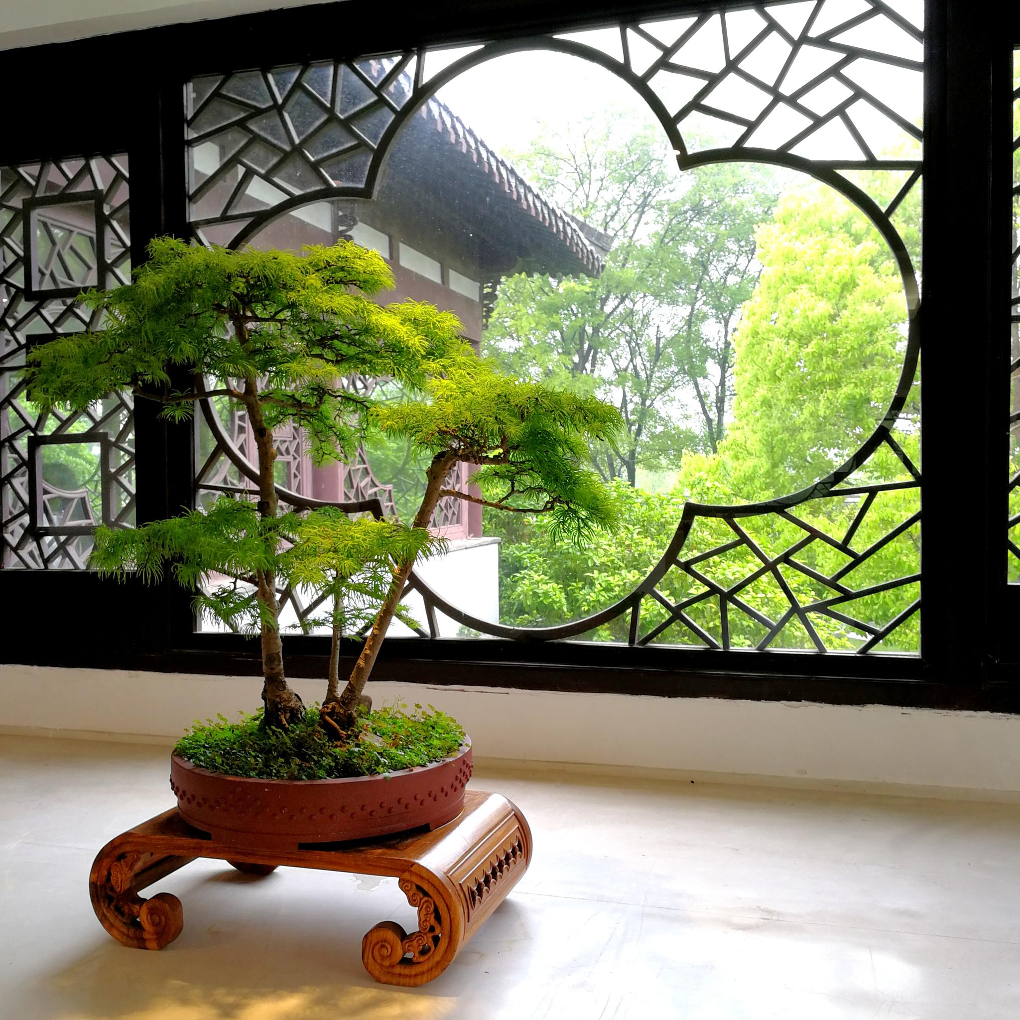 雨中瘦西湖扬派盆景扬派盆景融合诗书画技于一身