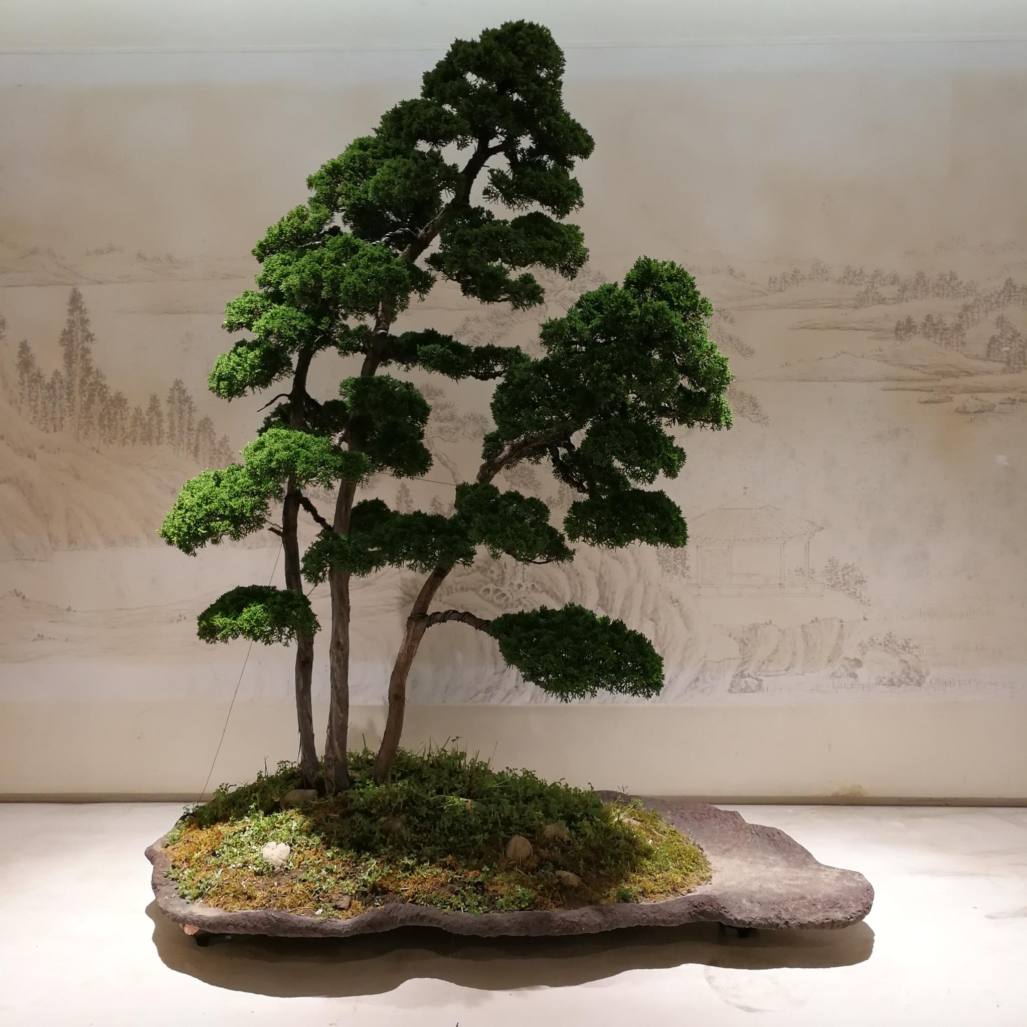 雨中瘦西湖,扬派盆景,扬派盆景融合诗,书,画,技于一身