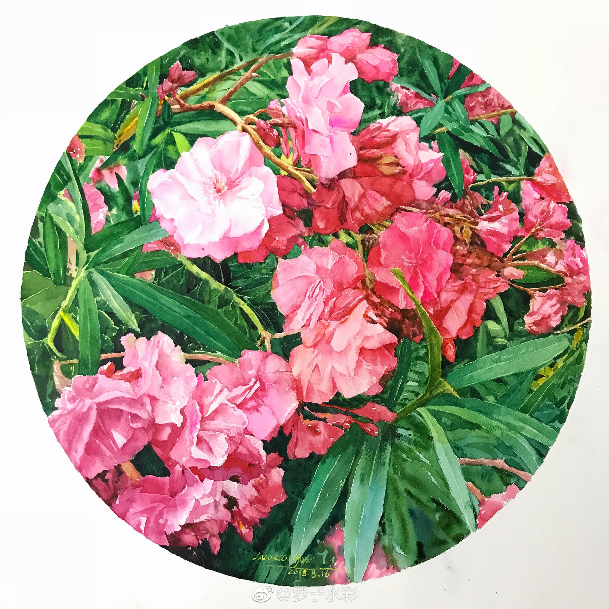 花间意|夹竹桃|红妆|水彩_新浪网