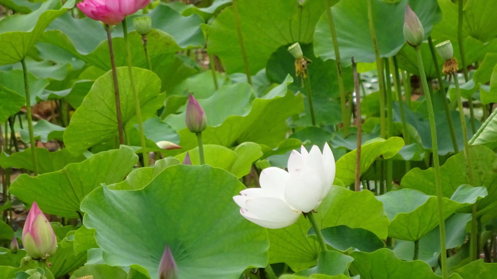 姹紫妍红莲荷开遍这个夏天最美的风景就在蓬安凤凰生态公园