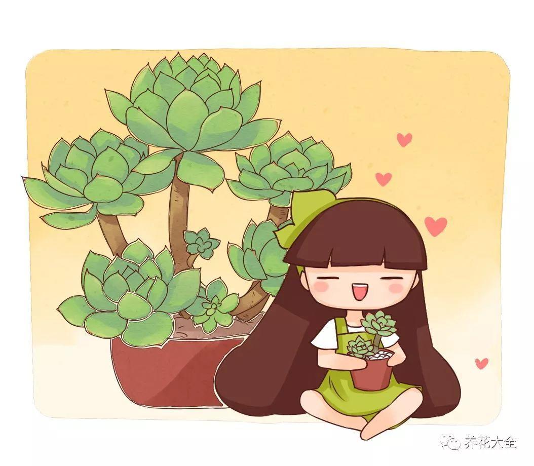 想把多肉养肥先饿它几顿居然乖乖长胖了