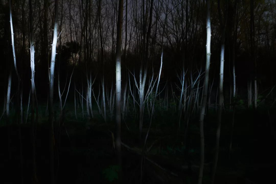 发光的森林 alexis pichot