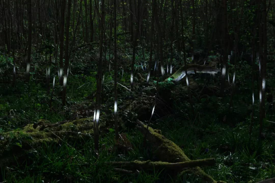 发光的森林 alexis pichot