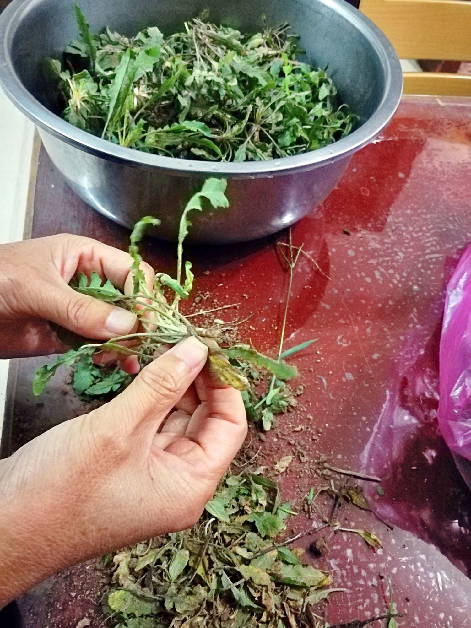 这种被称作"护生草"的野菜,包饺子吃柔肝养肺,不咳嗽也不喘