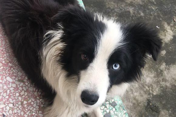 流浪的鸳鸯眼边牧,用高超的智商和韧性让陌生人收养自己