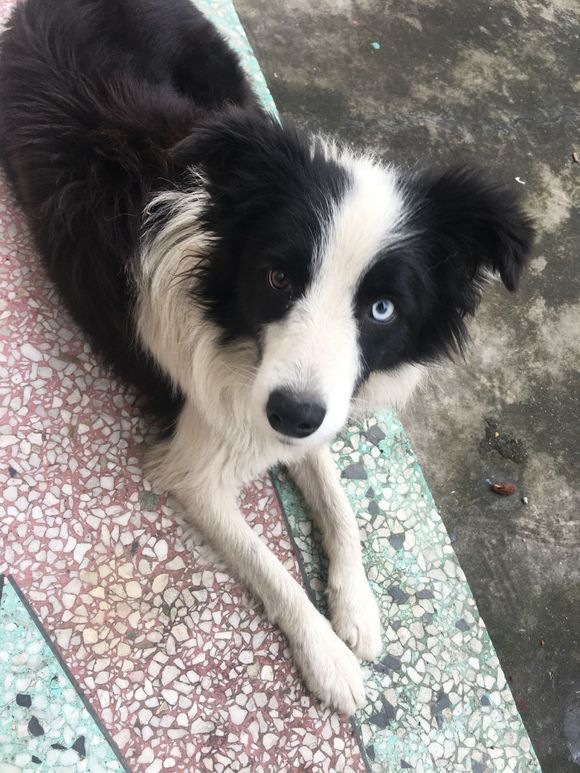 流浪的鸳鸯眼边牧,用高超的智商和韧性让陌生人收养自己