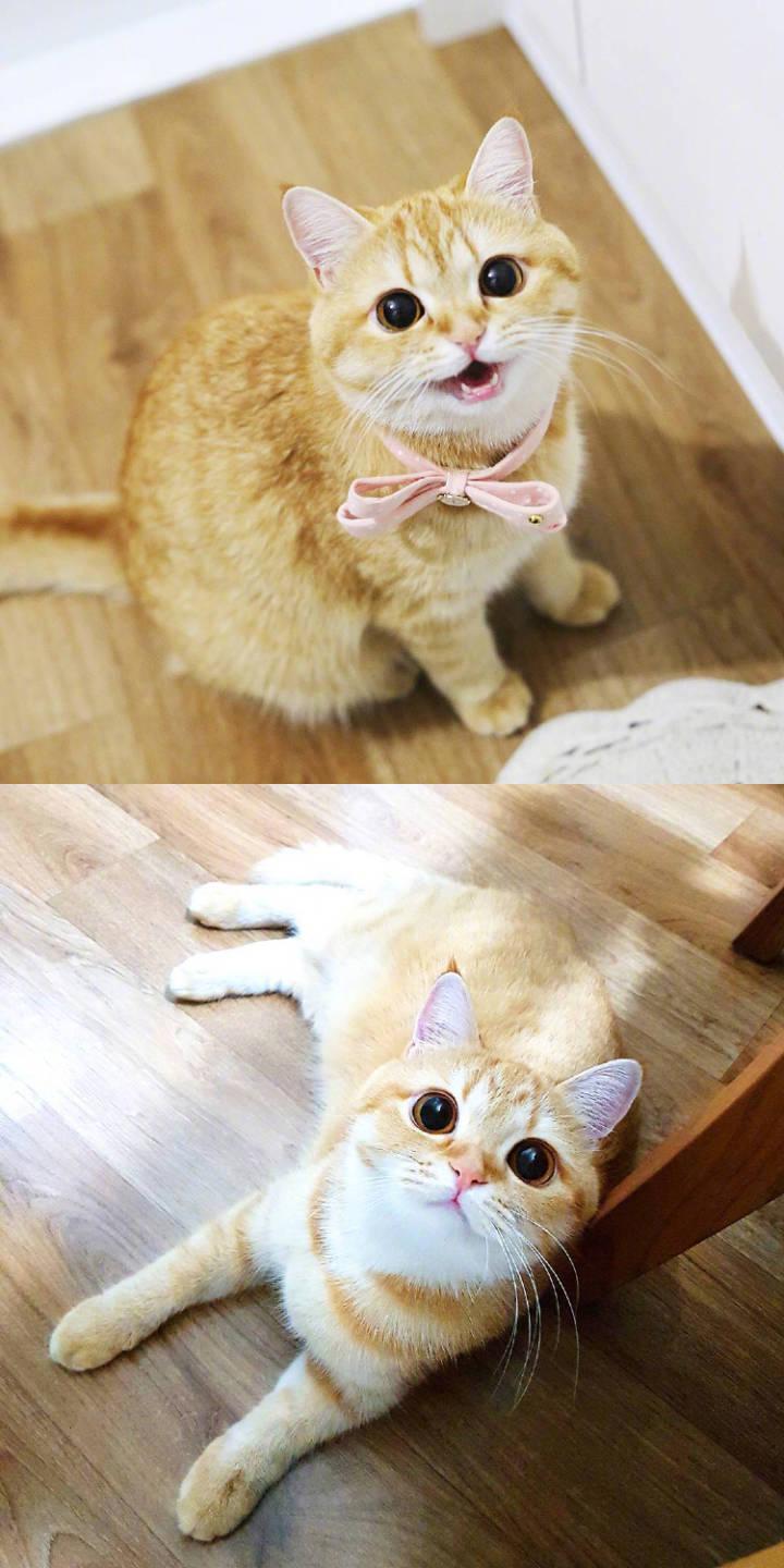 呆萌的橘猫,怎么又长胖了,即使如此你还是会爱上橘猫
