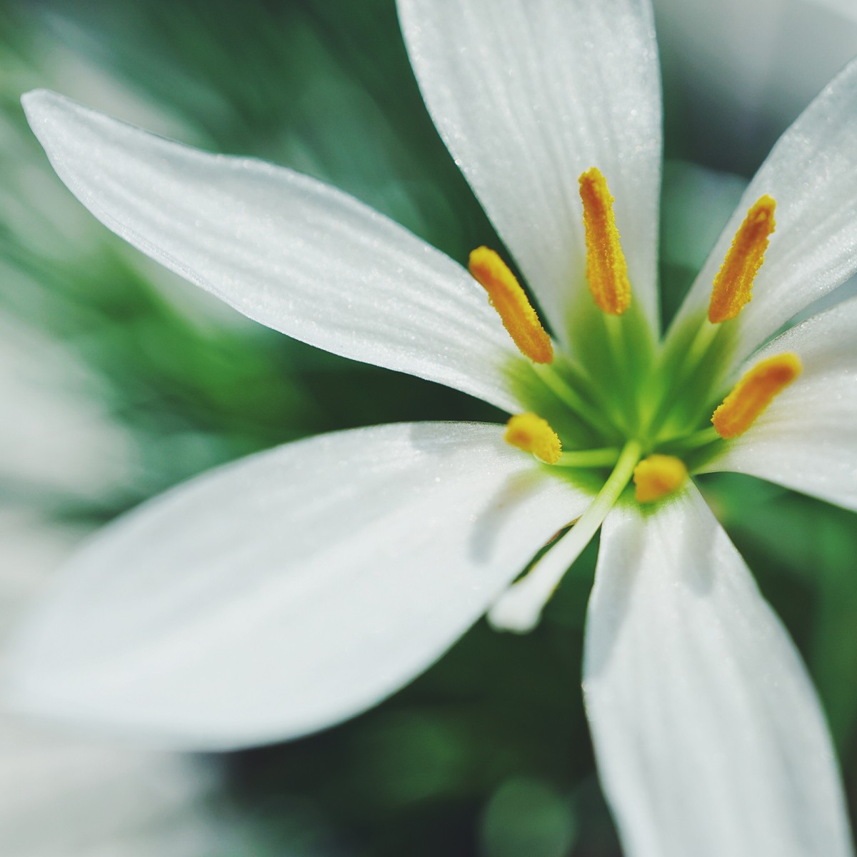 美丽的韭菜兰花