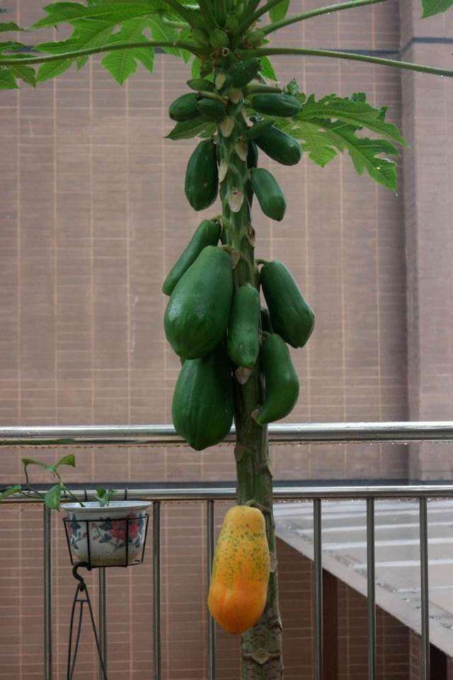 木瓜盆景怎么养护?想要结果,还得注意这些问题!