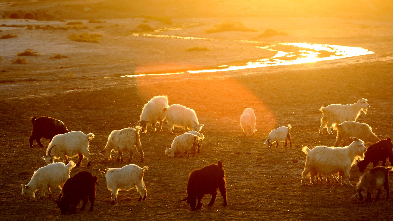 64岁 一辈子没有结婚 每年4月至十月在戈壁滩牧羊  每天放牧300多只羊