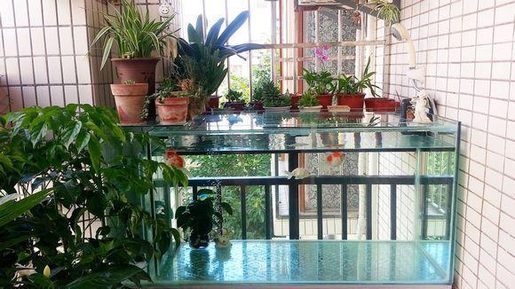 还在阳台砌鱼池?太难看了!直接放个鱼缸,水草葱绿养鱼肥大!