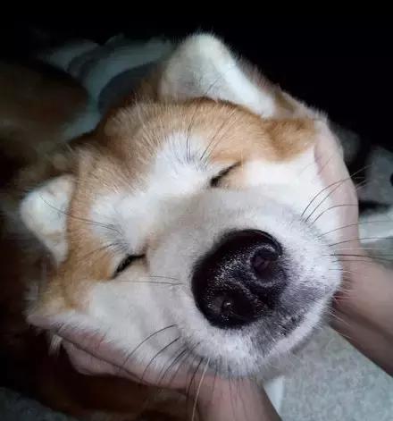 捏脸杀敢捏哈士奇的人一定是有钱人