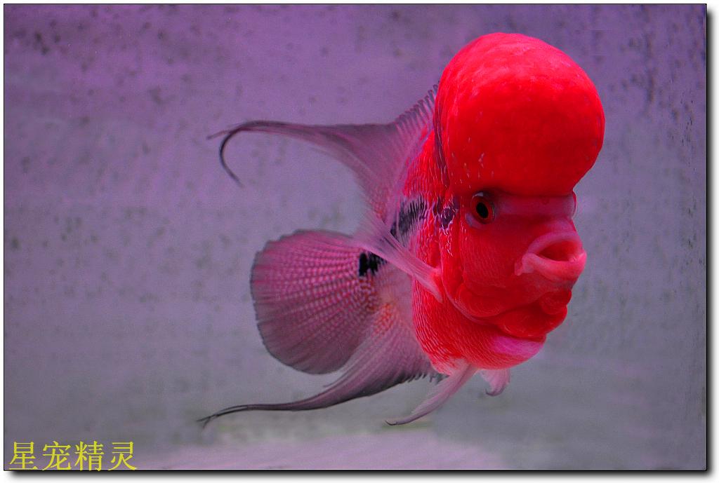 养鱼疲劳期你们是如何度过的