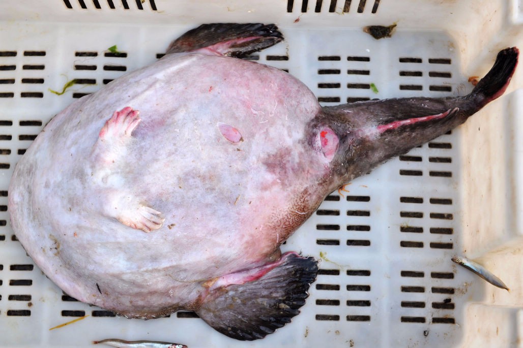 安康鱼 被称为海鬼鱼 鱼肉富含胶质美容佳品 肝脏被