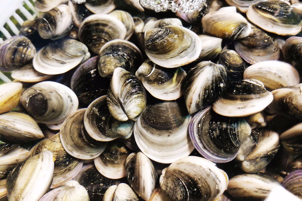 休渔期贝类海鲜丰富多彩 2头鲍鱼260元一斤 常见的蛤蜊5元一斤