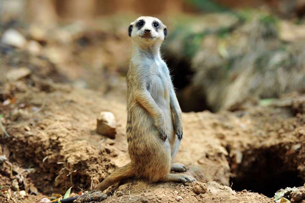 小小会放哨的细尾獴 敢吃眼镜蛇 从南非到青岛 一年下来还下了2崽