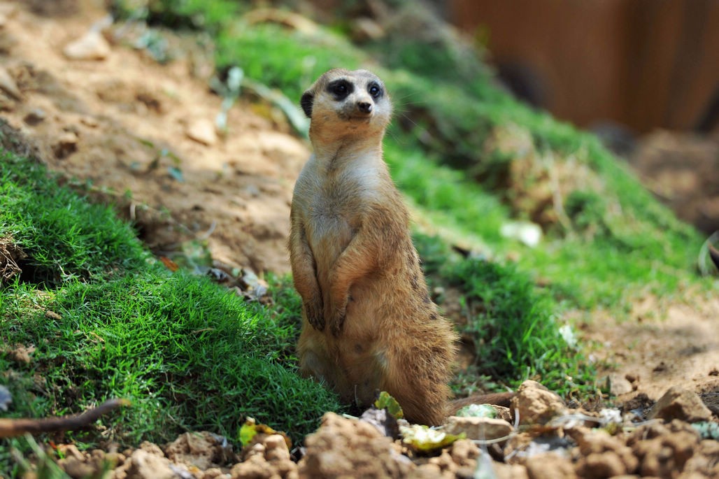 小小会放哨的细尾獴 敢吃眼镜蛇 从南非到青岛 一年下来还下了2崽