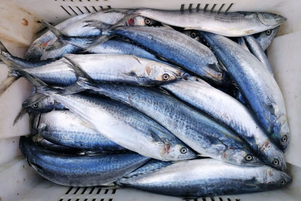 开渔逢财神节 海鲜丰富价格稍高遭抢购 卖嘎啦老夫妇忙的直不起腰