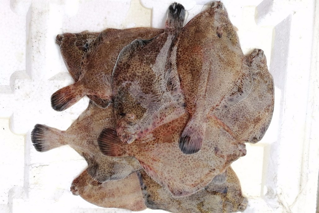 菜市场小海鲜浓浓的节日味小鼓眼鱼13块钱一斤皮皮虾35块钱一斤