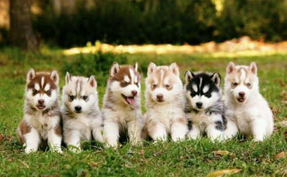 一大群二哈盯着你要跟你回家,你会怎么办,带回家还是掉头就跑